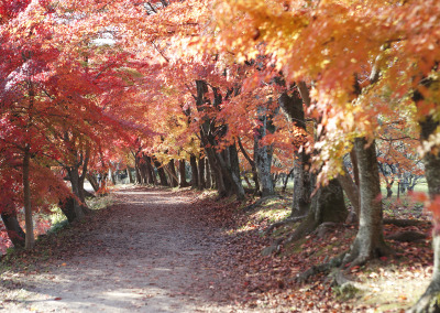 紅葉トンネル